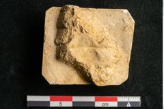 Foto (Detailansicht) von Ledum palustre L. (NHMW-GEO-2024-0188-11616)